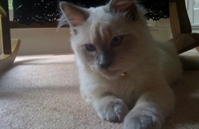 CMRagdoll